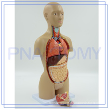 PNT-0322 Health medical torso model of the transverse section for hospital
